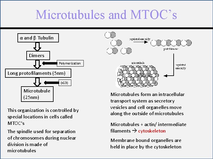 Microtubules and MTOC’s α and β Tubulin Dimers Polymerization Long protofilaments (5 nm) (x