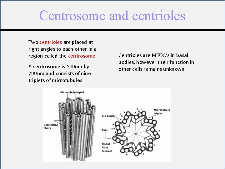 Centrosome and centrioles Two centrioles are placed at right angles to each other in