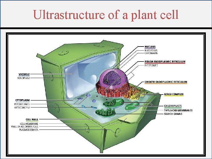 Ultrastructure of a plant cell 