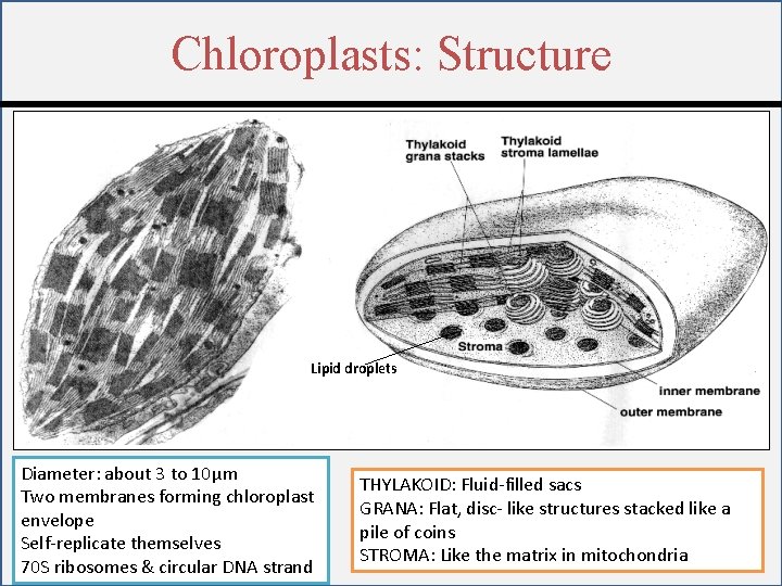 Chloroplasts: Structure Lipid droplets Diameter: about 3 to 10μm Two membranes forming chloroplast envelope