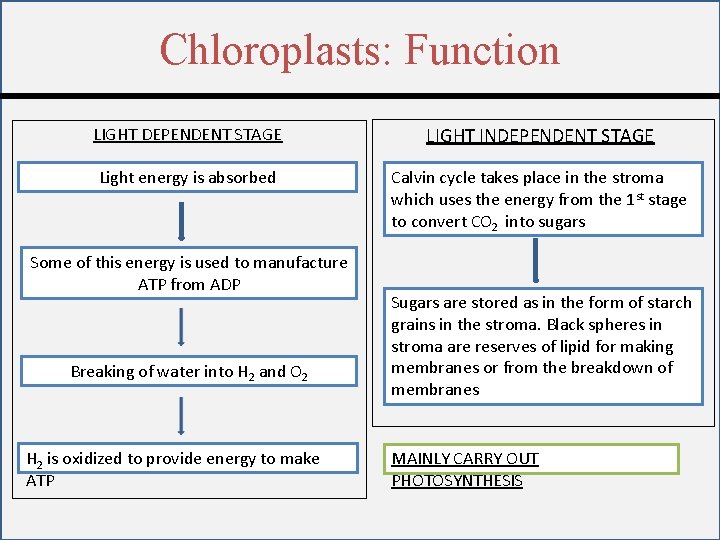 Chloroplasts: Function LIGHT DEPENDENT STAGE LIGHT INDEPENDENT STAGE Light energy is absorbed Calvin cycle