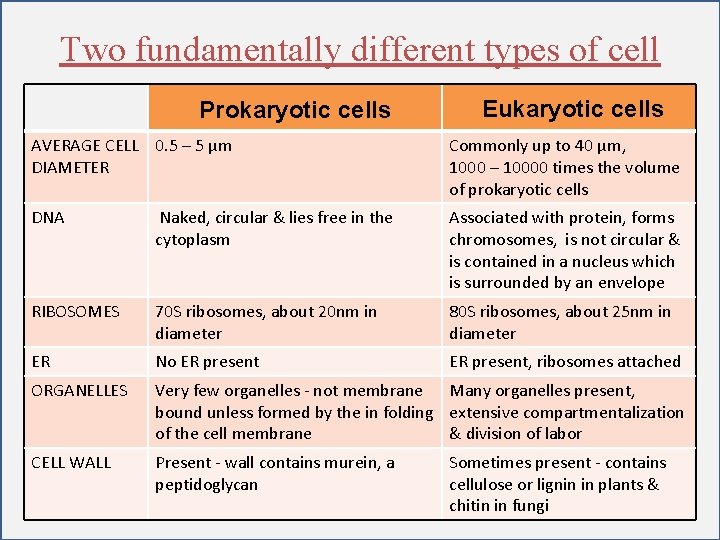 Two fundamentally different types of cell Prokaryotic cells Eukaryotic cells AVERAGE CELL 0. 5