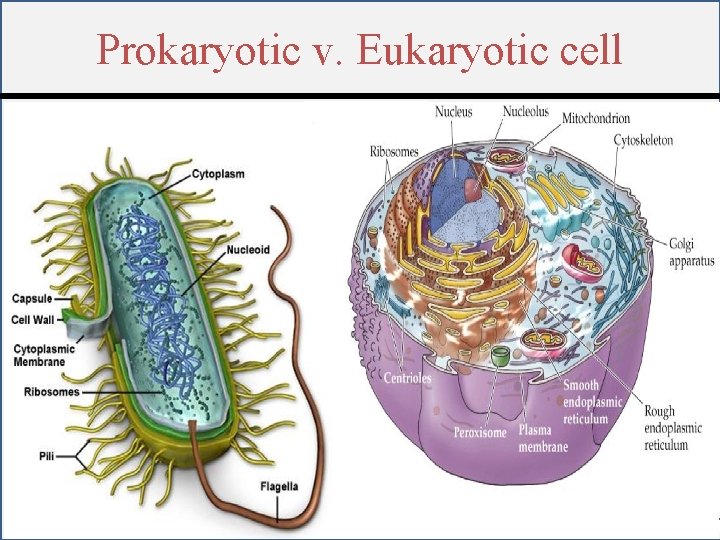 Prokaryotic v. Eukaryotic cell 