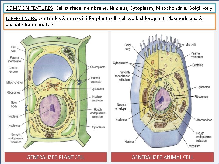 COMMON FEATURES: Cell surface membrane, Nucleus, Cytoplasm, Mitochondria, Golgi body DIFFERENCES: Centrioles & microvilli