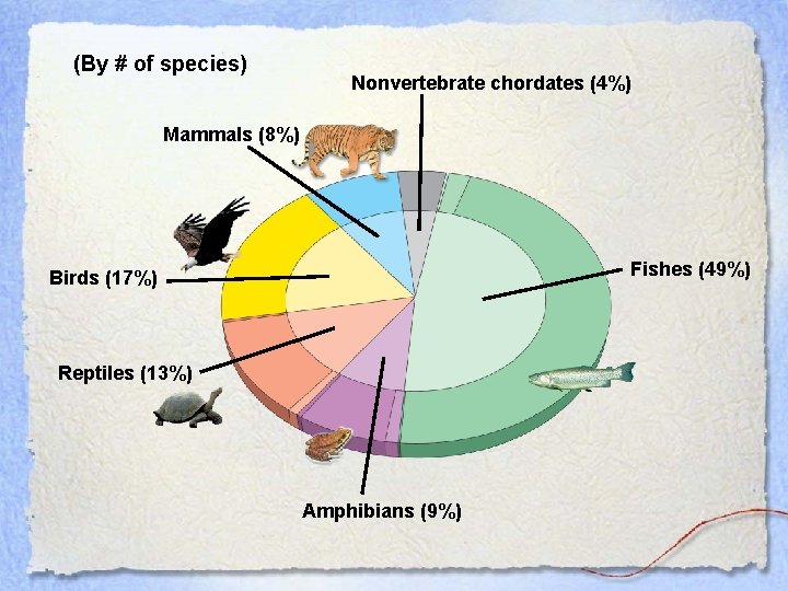 (By # of species) Nonvertebrate chordates (4%) Mammals (8%) Fishes (49%) Birds (17%) Reptiles