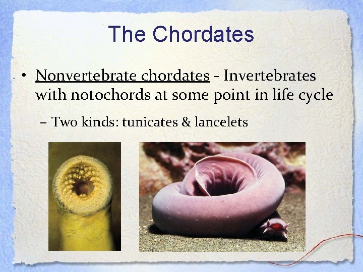 The Chordates • Nonvertebrate chordates - Invertebrates with notochords at some point in life