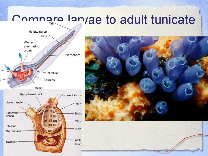 Compare larvae to adult tunicate 