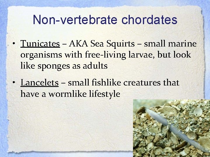 Non-vertebrate chordates • Tunicates – AKA Sea Squirts – small marine organisms with free-living