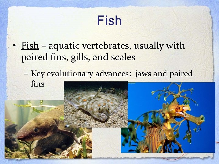 Fish • Fish – aquatic vertebrates, usually with paired fins, gills, and scales –