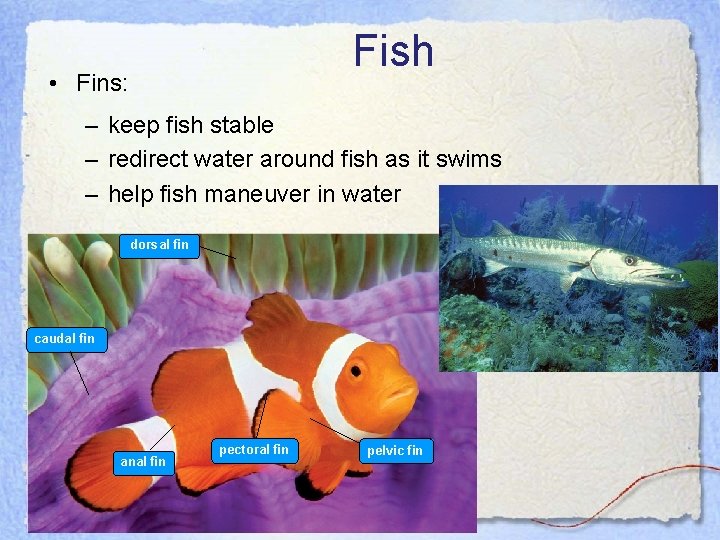 Fish • Fins: – keep fish stable – redirect water around fish as it
