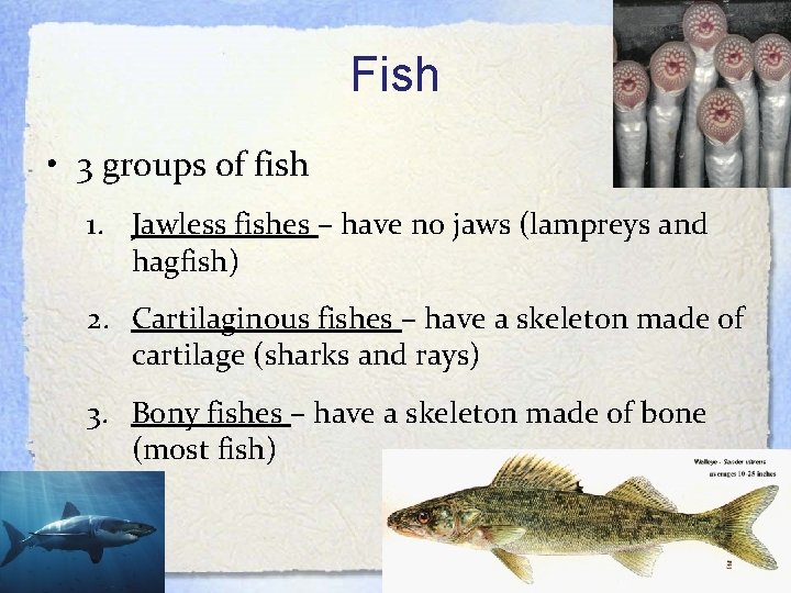 Fish • 3 groups of fish 1. Jawless fishes – have no jaws (lampreys