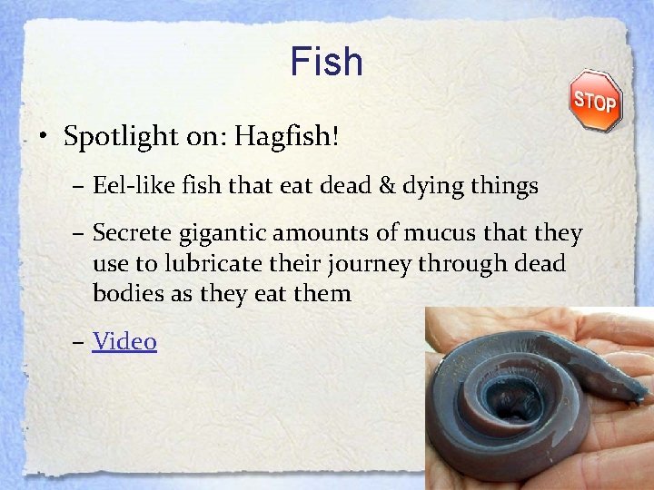 Fish • Spotlight on: Hagfish! – Eel-like fish that eat dead & dying things