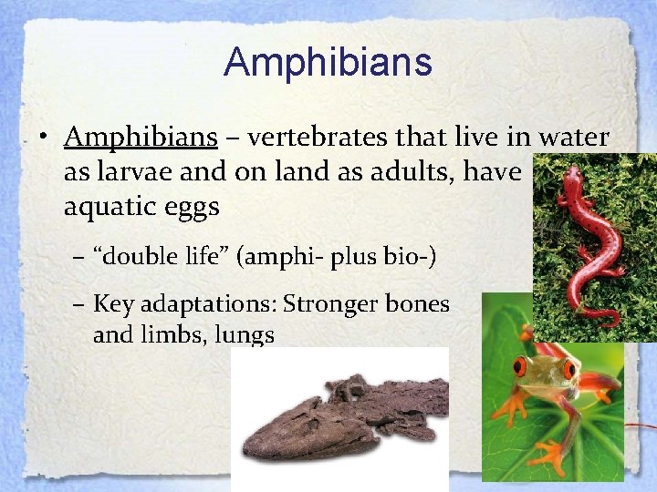 Amphibians • Amphibians – vertebrates that live in water as larvae and on land