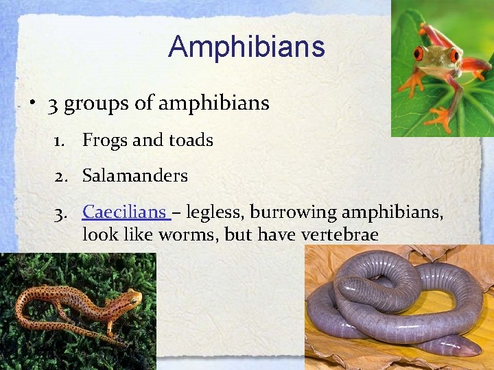 Amphibians • 3 groups of amphibians 1. Frogs and toads 2. Salamanders 3. Caecilians