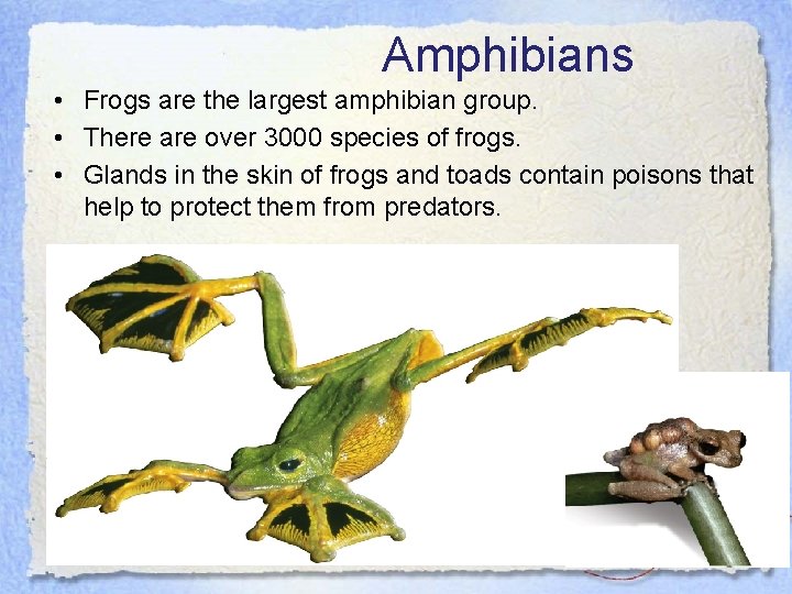 Amphibians • Frogs are the largest amphibian group. • There are over 3000 species