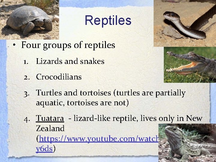 Reptiles • Four groups of reptiles 1. Lizards and snakes 2. Crocodilians 3. Turtles