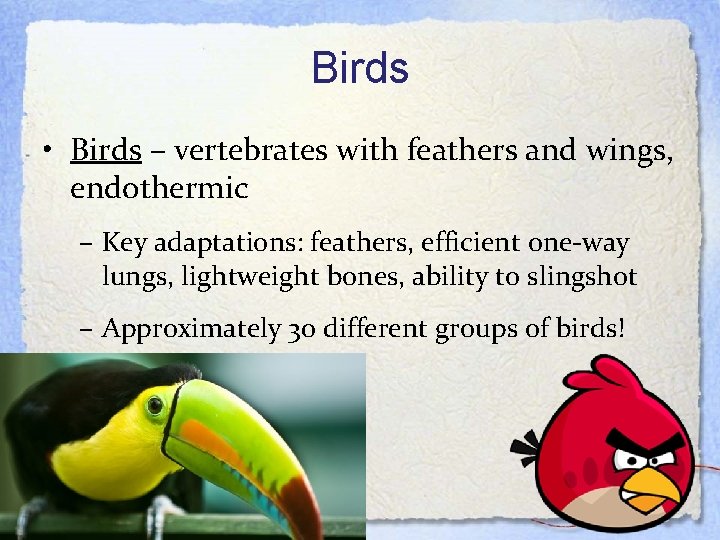 Birds • Birds – vertebrates with feathers and wings, endothermic – Key adaptations: feathers,