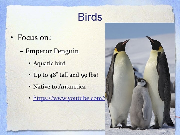 Birds • Focus on: – Emperor Penguin • Aquatic bird • Up to 48”