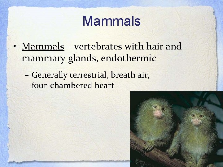 Mammals • Mammals – vertebrates with hair and mammary glands, endothermic – Generally terrestrial,