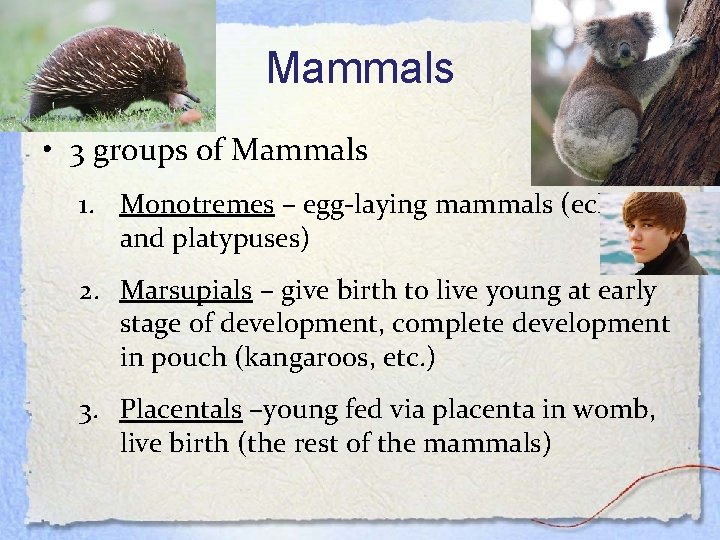 Mammals • 3 groups of Mammals 1. Monotremes – egg-laying mammals (echidnas and platypuses)