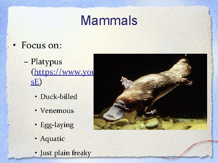 Mammals • Focus on: – Platypus (https: //www. youtube. com/watch? v=9 FTft 5 kxj