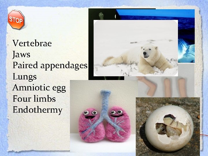 Vertebrae Jaws Paired appendages Lungs Amniotic egg Four limbs Endothermy 