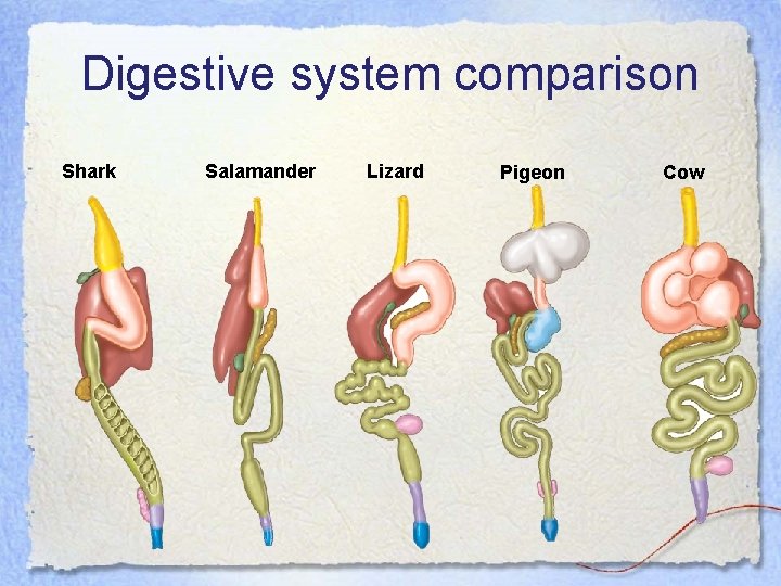 Digestive system comparison Shark Salamander Lizard Pigeon Cow 
