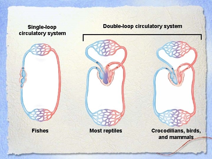 Single-loop circulatory system Fishes Double-loop circulatory system Most reptiles Crocodilians, birds, and mammals 