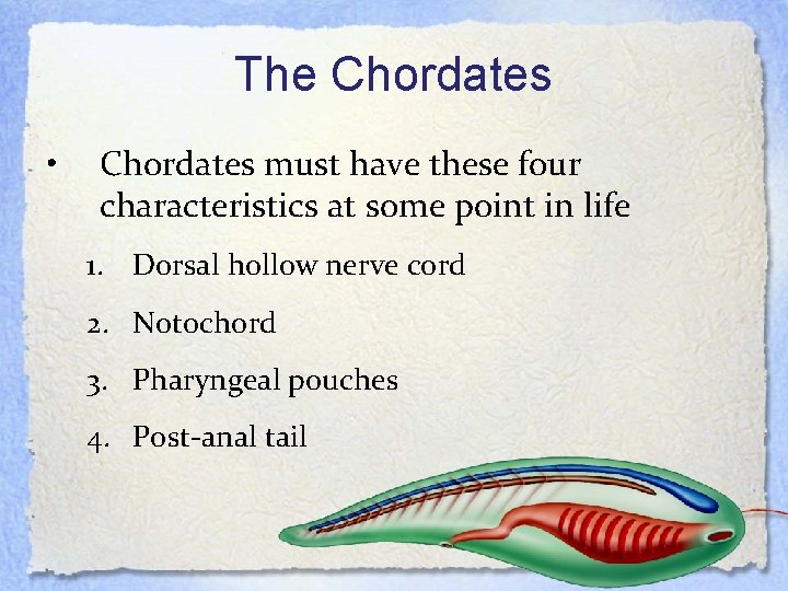 The Chordates • Chordates must have these four characteristics at some point in life