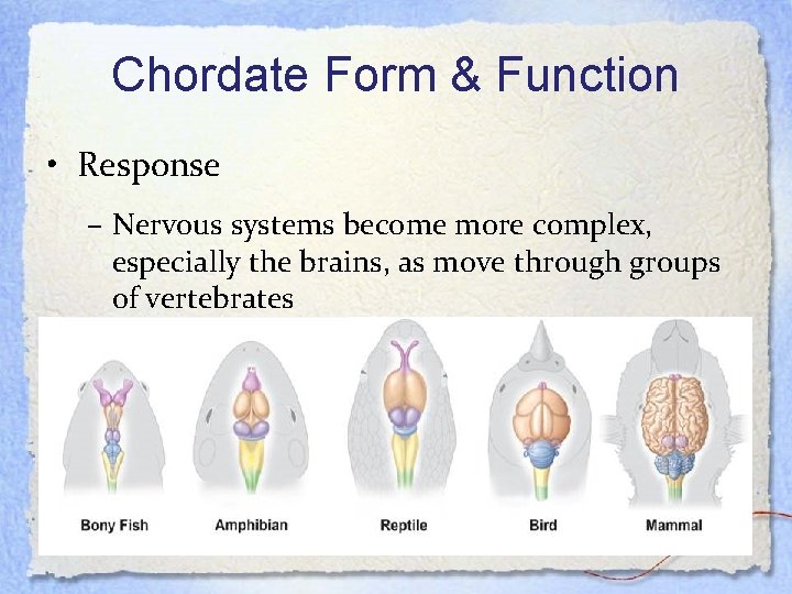 Chordate Form & Function • Response – Nervous systems become more complex, especially the