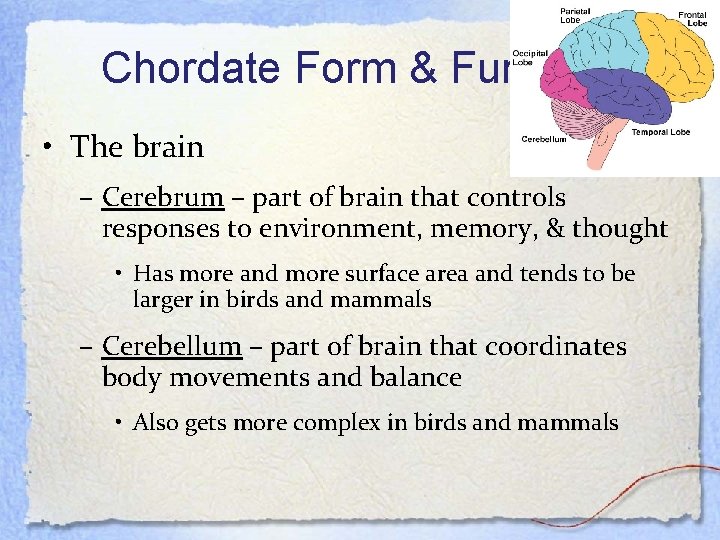 Chordate Form & Function • The brain – Cerebrum – part of brain that