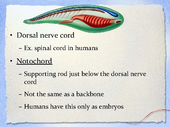 The Chordates • Dorsal nerve cord – Ex. spinal cord in humans • Notochord
