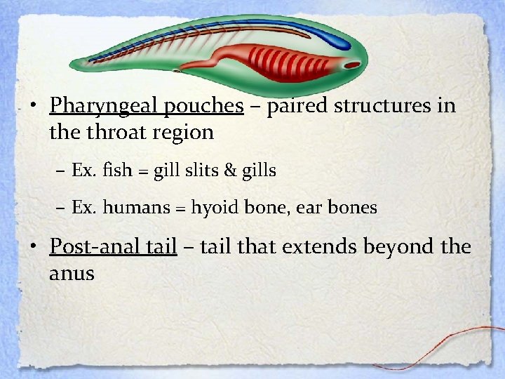 The Chordates • Pharyngeal pouches – paired structures in the throat region – Ex.