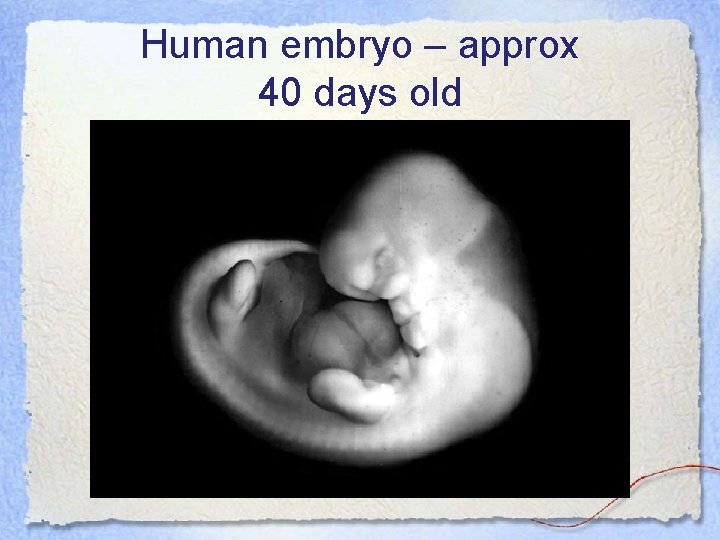 Human embryo – approx 40 days old 