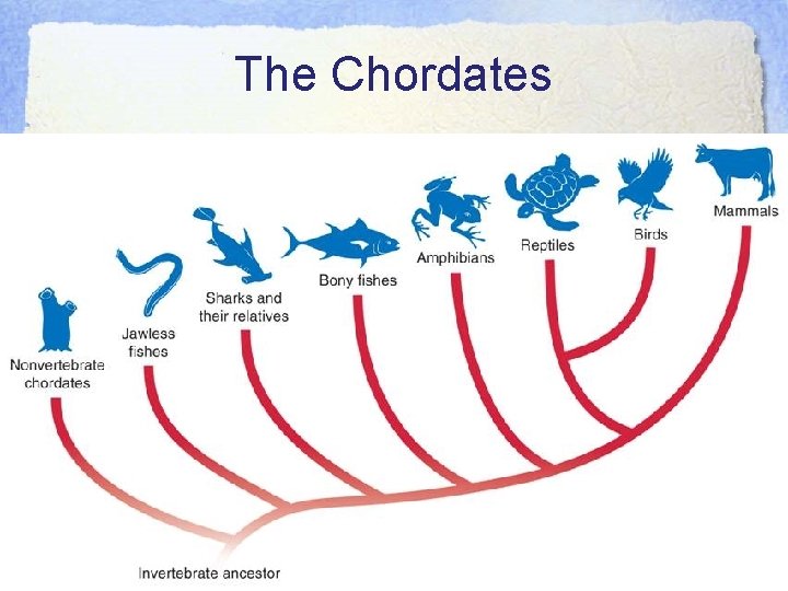 The Chordates • Chordate Cladogram 