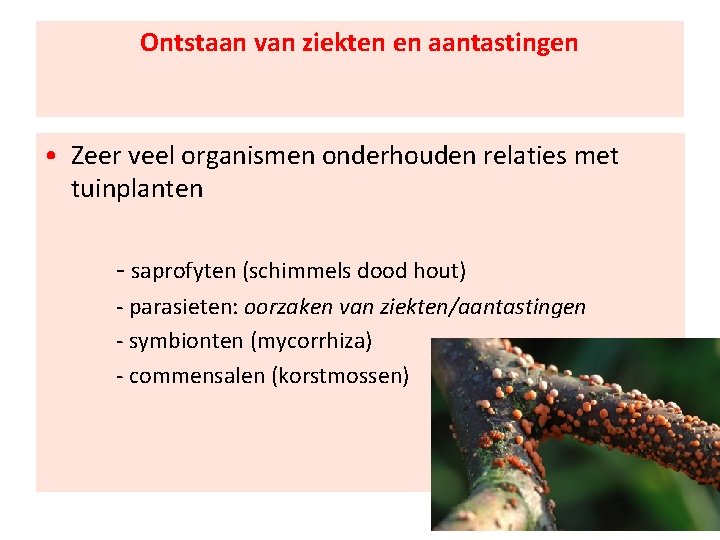 Ontstaan van ziekten en aantastingen • Zeer veel organismen onderhouden relaties met tuinplanten -