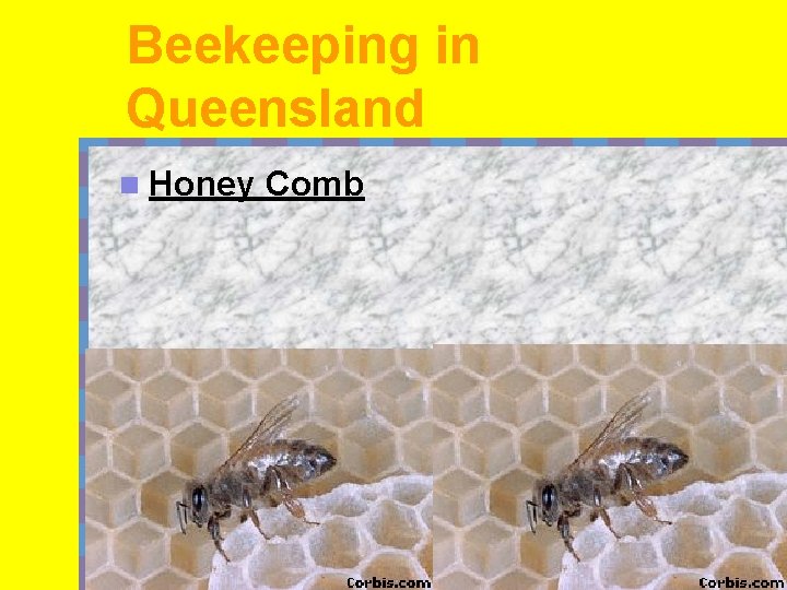 Beekeeping in Queensland n Honey Comb 