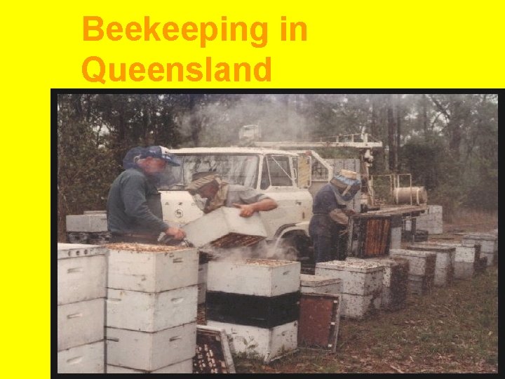 Beekeeping in Queensland 