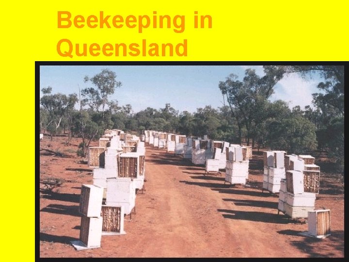 Beekeeping in Queensland 