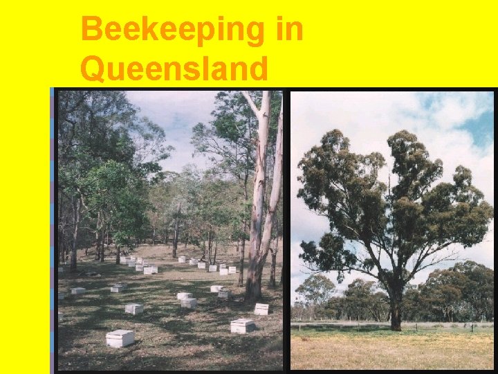 Beekeeping in Queensland 