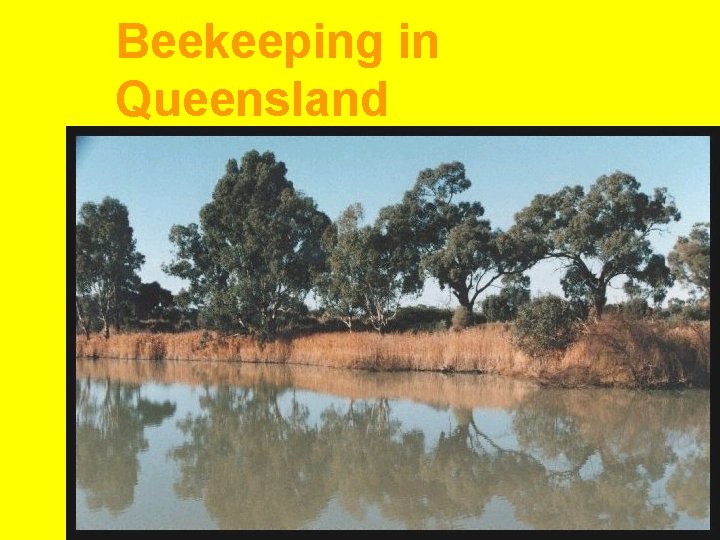 Beekeeping in Queensland 
