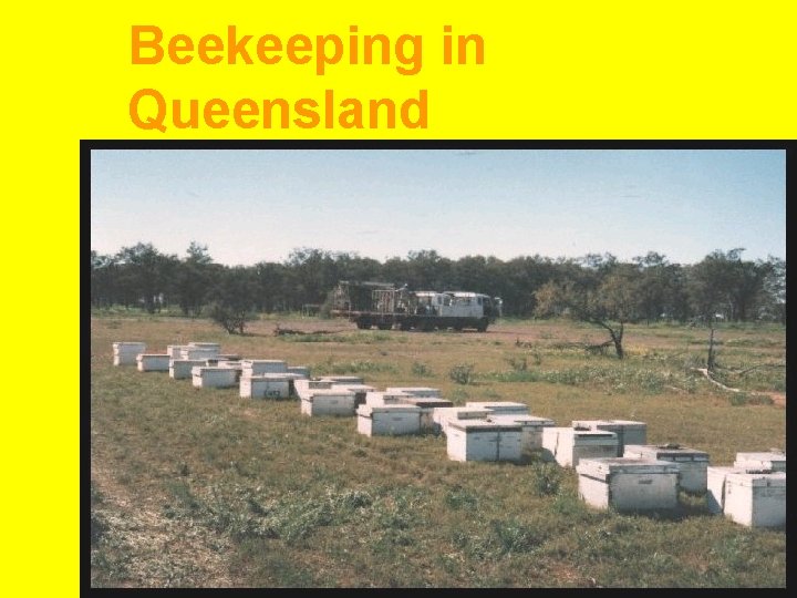 Beekeeping in Queensland 