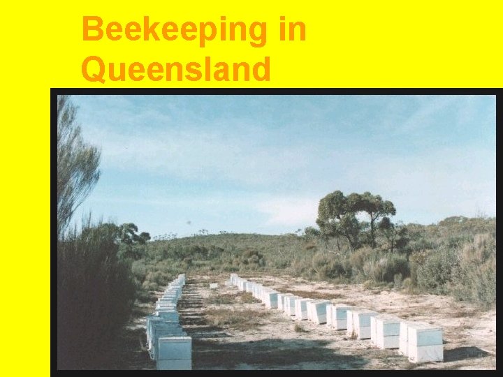Beekeeping in Queensland 