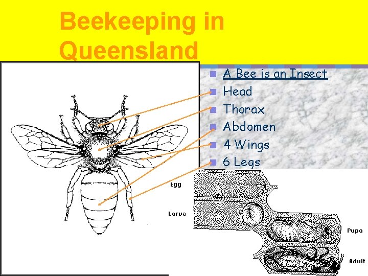 Beekeeping in Queensland n n n A Bee is an Insect Head Thorax Abdomen