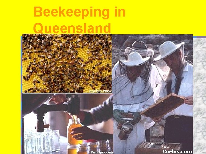Beekeeping in Queensland 