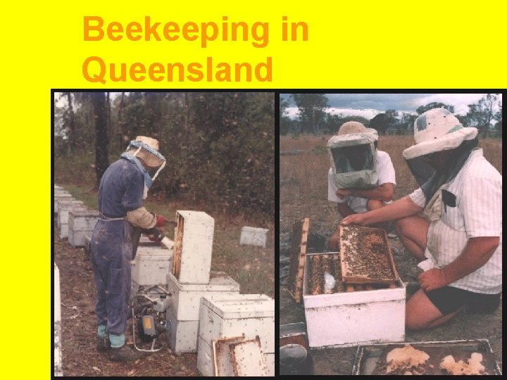 Beekeeping in Queensland 