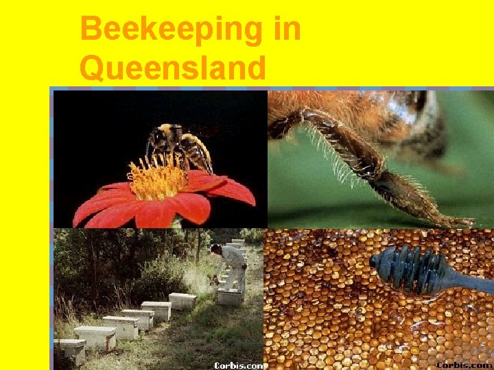 Beekeeping in Queensland 