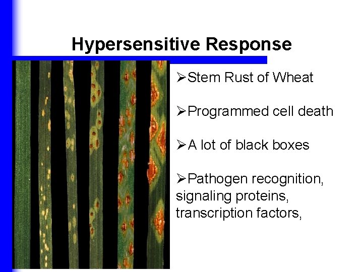 Hypersensitive Response ØStem Rust of Wheat ØProgrammed cell death ØA lot of black boxes