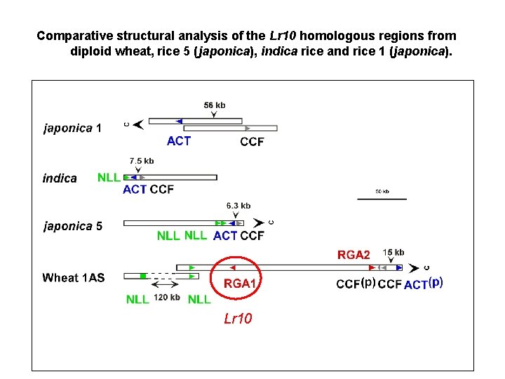 Comparative structural analysis of the Lr 10 homologous regions from diploid wheat, rice 5