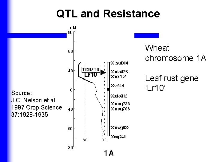 QTL and Resistance Wheat chromosome 1 A Source: J. C. Nelson et al. 1997